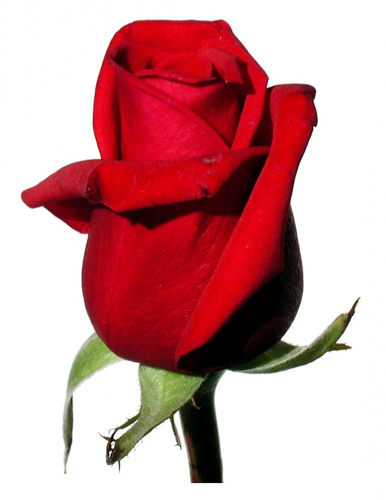 Rose_red_on_white_background