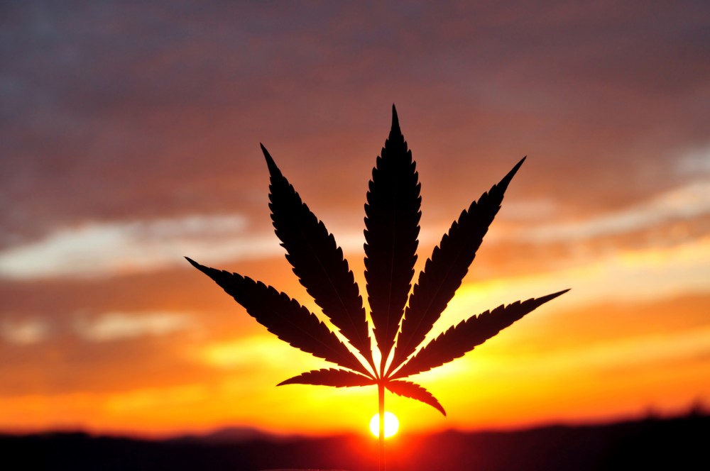 Cannabis leaf silhouette at early morning sunrise