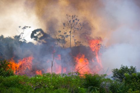 Brazilian Amazon Forest burning to open space for pasture