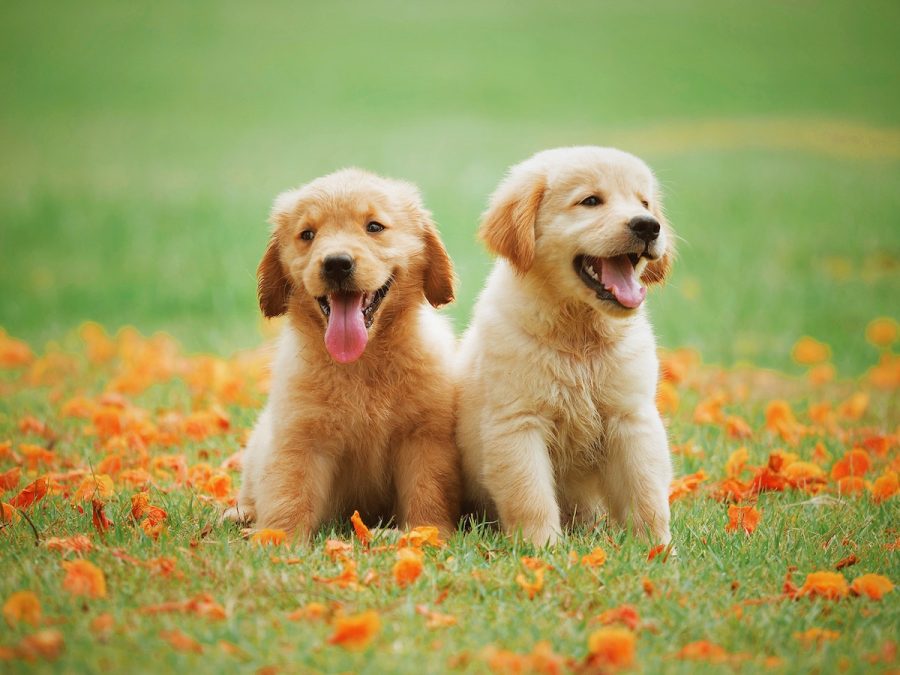 Free+golden+retriever+puppy+sitting+together+image%2C+public+domain+animal+CC0+photo.